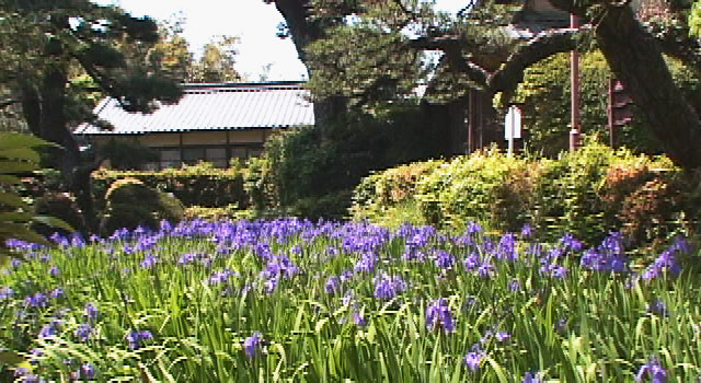  無量寿寺カキツバタ園