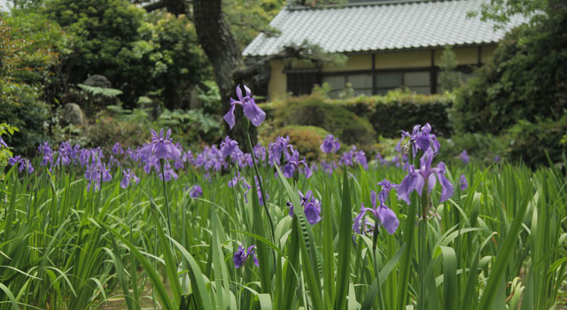    八橋かきつばた園