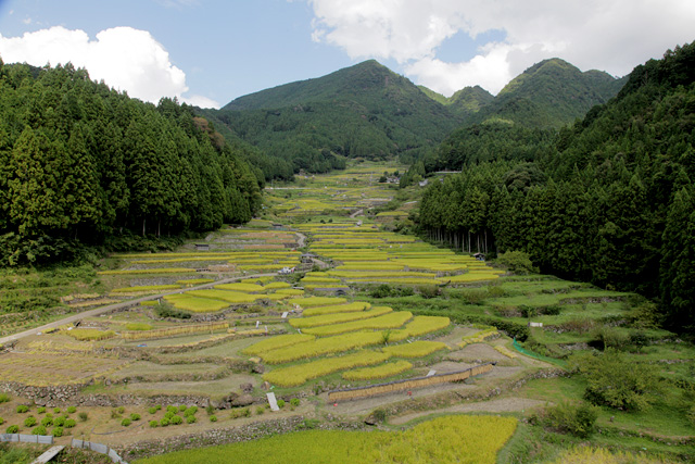 四谷　千枚田(新城市)