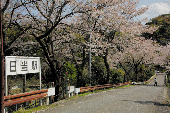 　日当(ひなた)駅周辺の桜並木