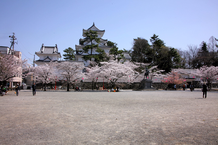 大垣城の桜