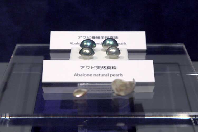 真珠博物館1F展示