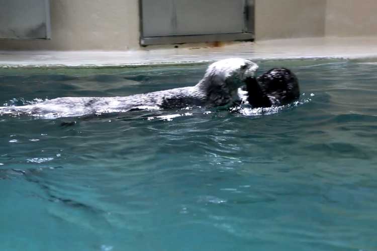   Sea otter