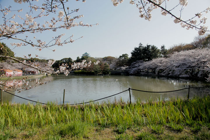 桜満開の名古屋城