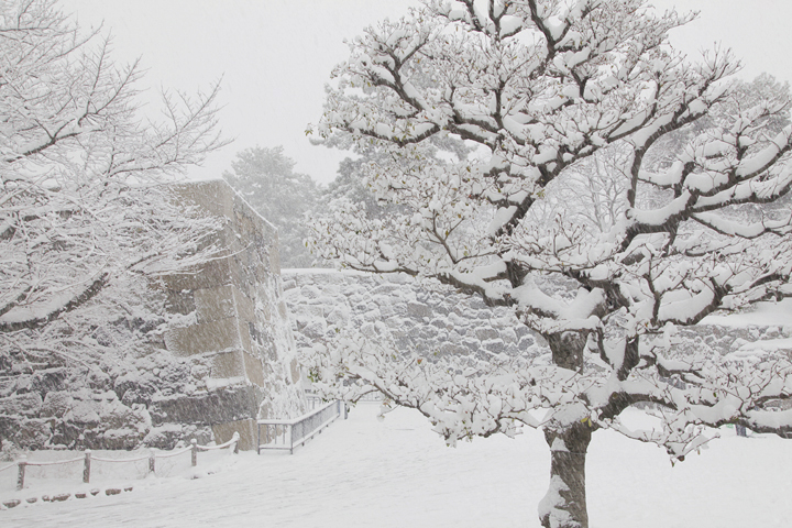雪の名古屋城内（撮影：2011年1月16日）