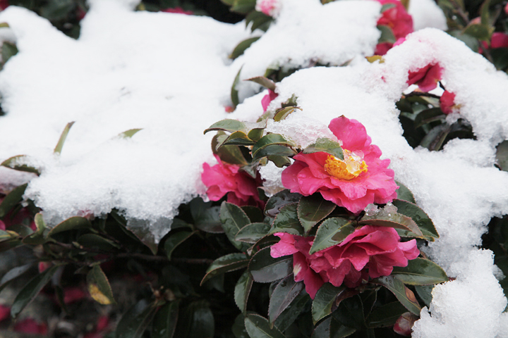 雪を被った寒椿. 徳川園. 撮影:2011年2月11日