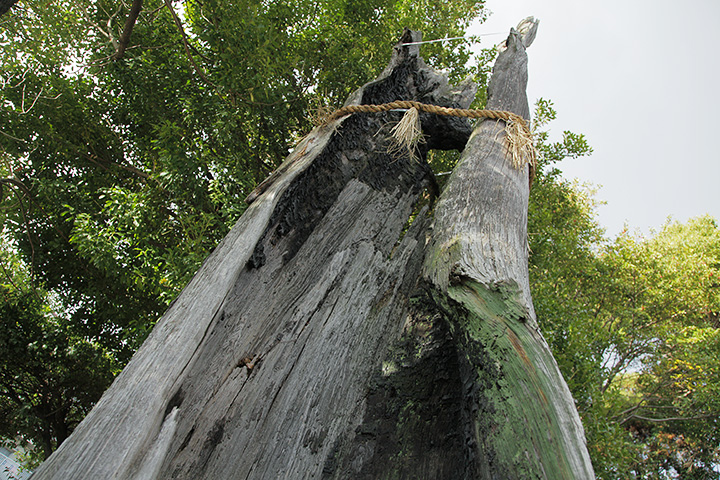 西八龍社の拝殿前に黒こげになった杉の木が立っている
