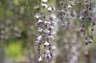 紫と白の混ざった藤の花