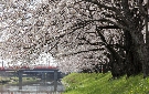 五条川の桜（清須市）