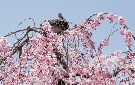 山崎川の桜と鳥（名古屋市）
