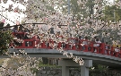 お堀に架かる赤い橋と桜（岡崎城）