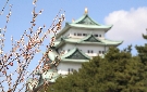 梅の花と名古屋城