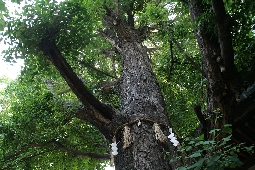 白龍神社境内にそびえる公孫樹の大木