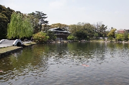 「池泉回遊式」の特徴である大きな池には鯉や鴨も泳いでいる