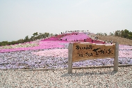 茶臼山高原 天空の花回廊「芝桜の丘」
