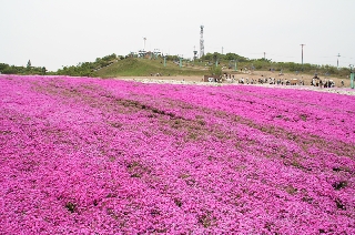 愛知県で一番高いところにある花畑