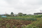 農学校の実習農場での作業風景