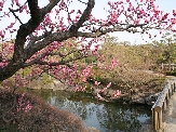 ピンクに色づく梅（白鳥庭園）