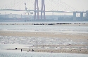名港西大橋前の中州に群れる鳥たち