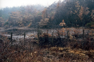 1993年の山火事直後の湿地