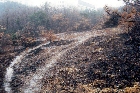 野火直後の里山の風景（1993年）