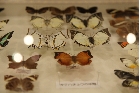 目を引く多様な蝶の標本展示