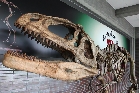 博物館入り口に展示されていたマプサウルスの復元骨格標本