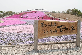 茶臼山高原 芝桜の丘（豊根村）