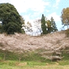和紙のふるさと小原の四季桜