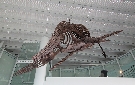 天井からつり下げられたプレシオサウルスの骨