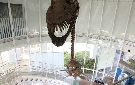3階からはプレシオサウルスの頭が間近で見える