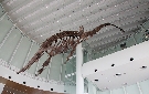 天井からつり下げられたプレシオサウルスの化石（複製）