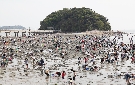 竹島は毎年約3万人が潮干狩りに訪れる