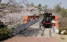 尾西鉄道蒸気機関車1号と桜（明治村）