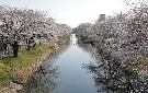 五条川の桜（大口町）