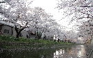 五条川の桜（岩倉市）
