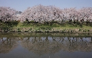 五条川の桜（清須市）