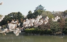 名城公園の桜と名古屋城