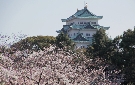 名城公園の桜と名古屋城