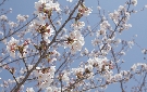 山崎川の桜（名古屋市）