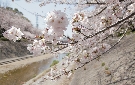 山崎川の桜（名古屋市）