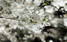 ライトアップした山崎川の桜（名古屋市）