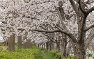 戸田川の桜（名古屋市）