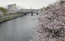 荒子川の桜（名古屋市）