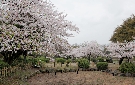 鶴舞公園の桜（名古屋市）