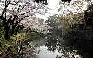 岡崎城のお堀と桜