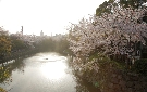 夕日とお堀の桜（岡崎城）