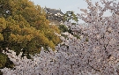 伊賀川沿いの桜と岡崎城
