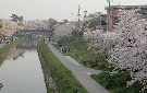 伊賀川沿いの桜