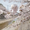 愛知の桜と春祭り